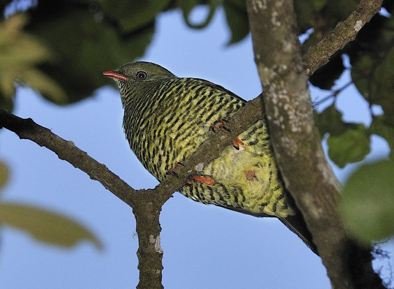 Cute Barred Fruiteater