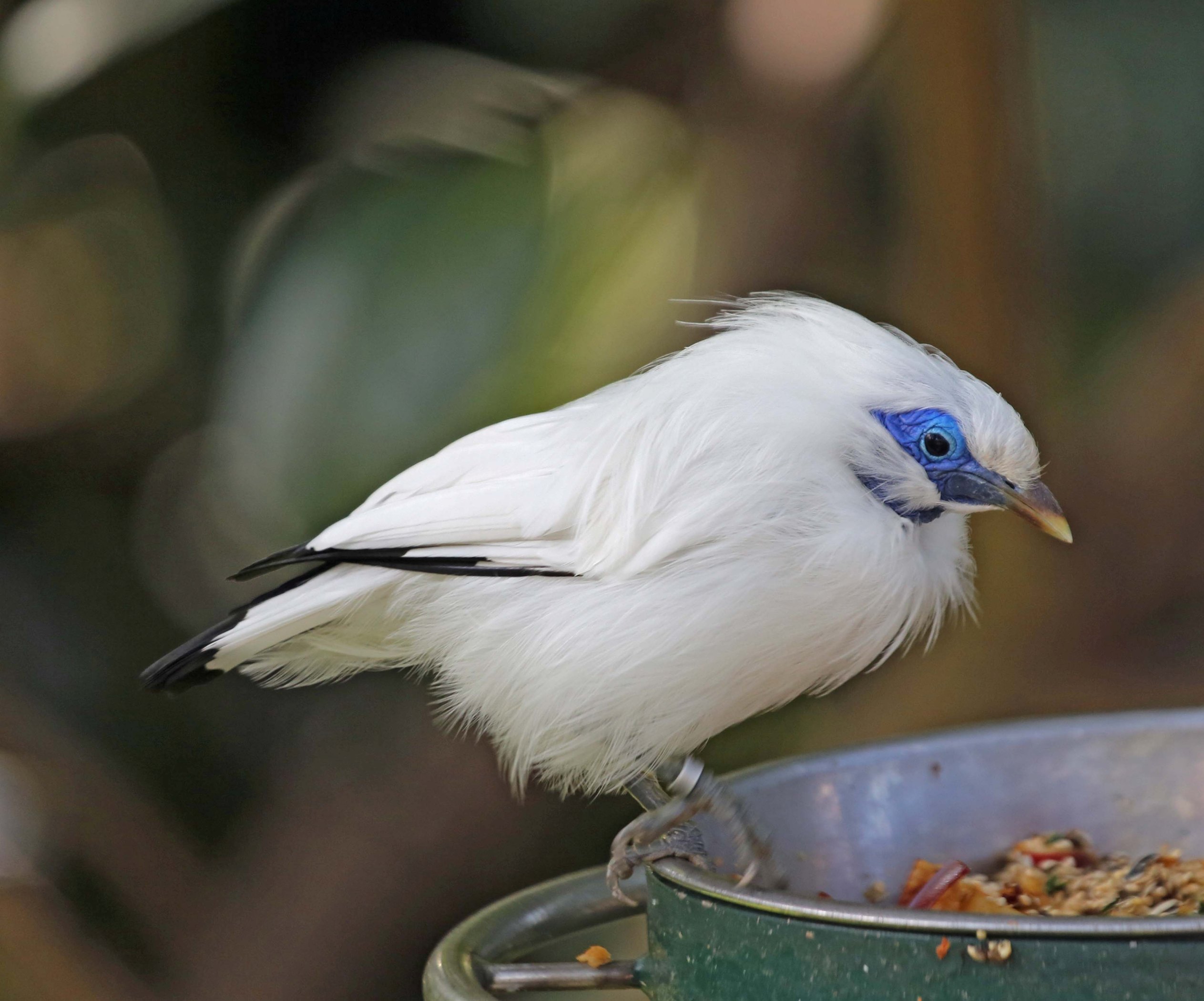 Eating Bali Myna