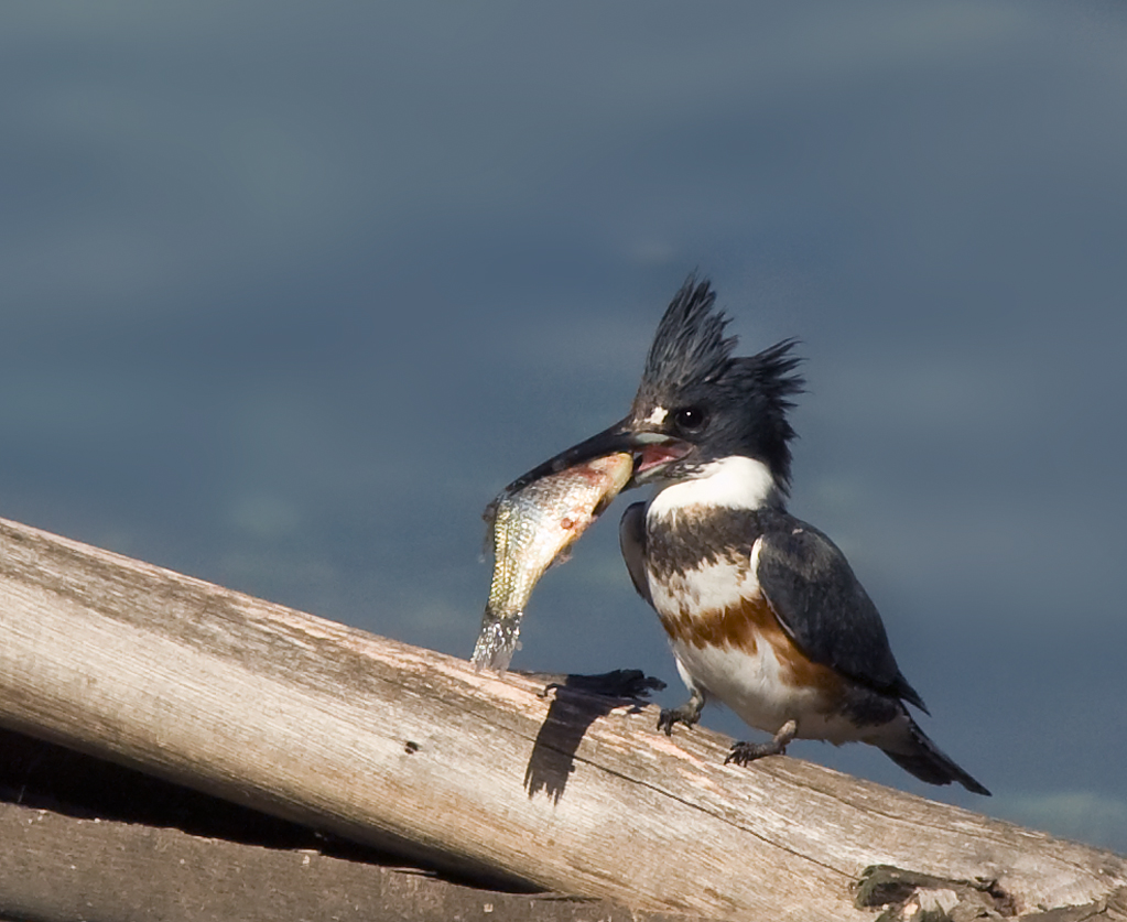 Eating Belted Kingfisher