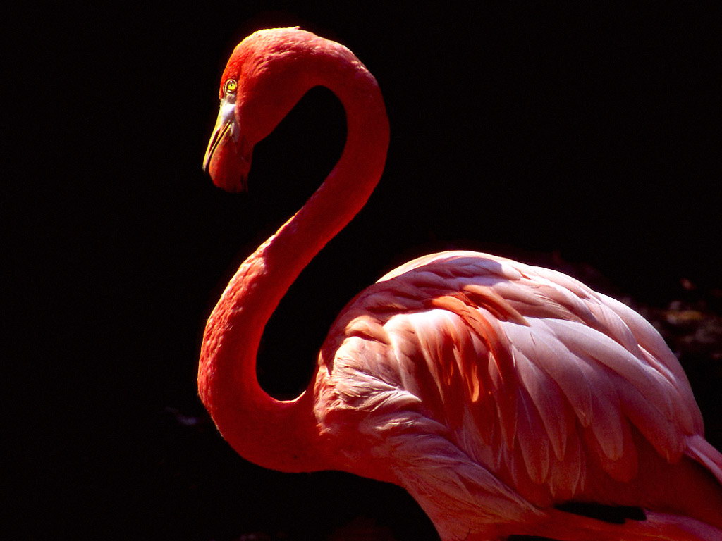 Flamingo-blackback Wallpaper