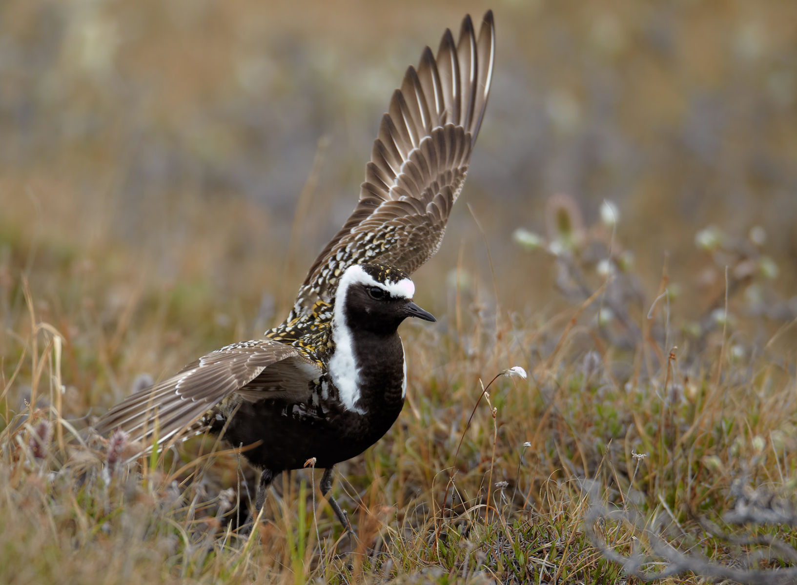 Flapping wing American Golden Plover