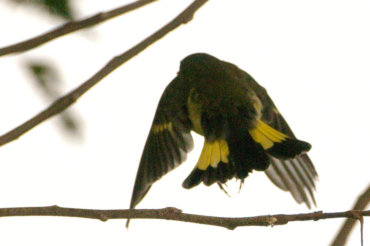 Flying American Redstart