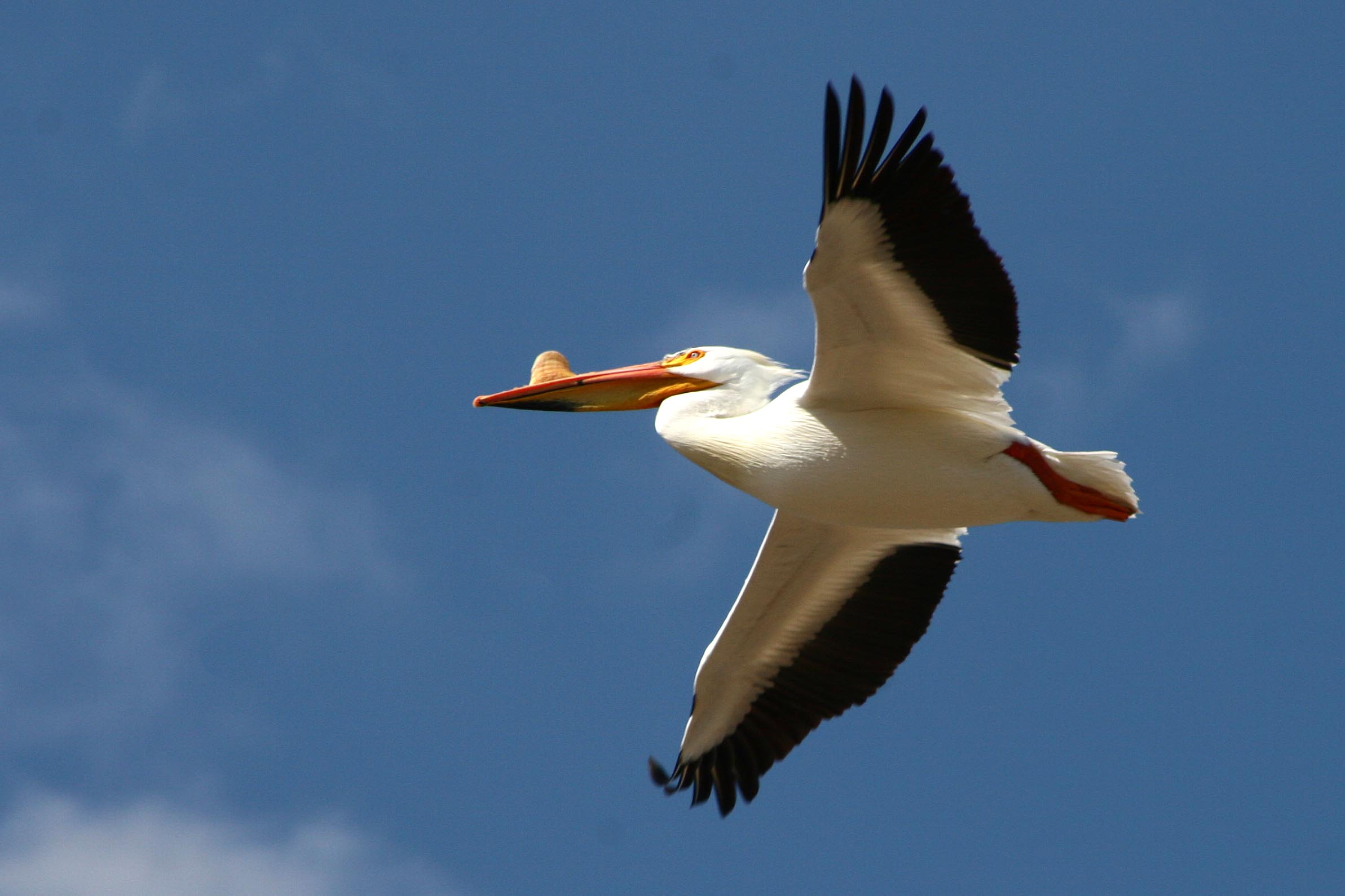 Flying American White Pelican