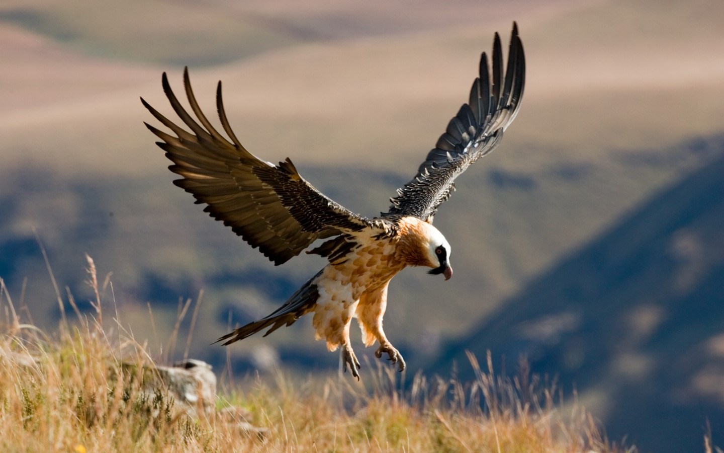 Flying Bearded Vulture