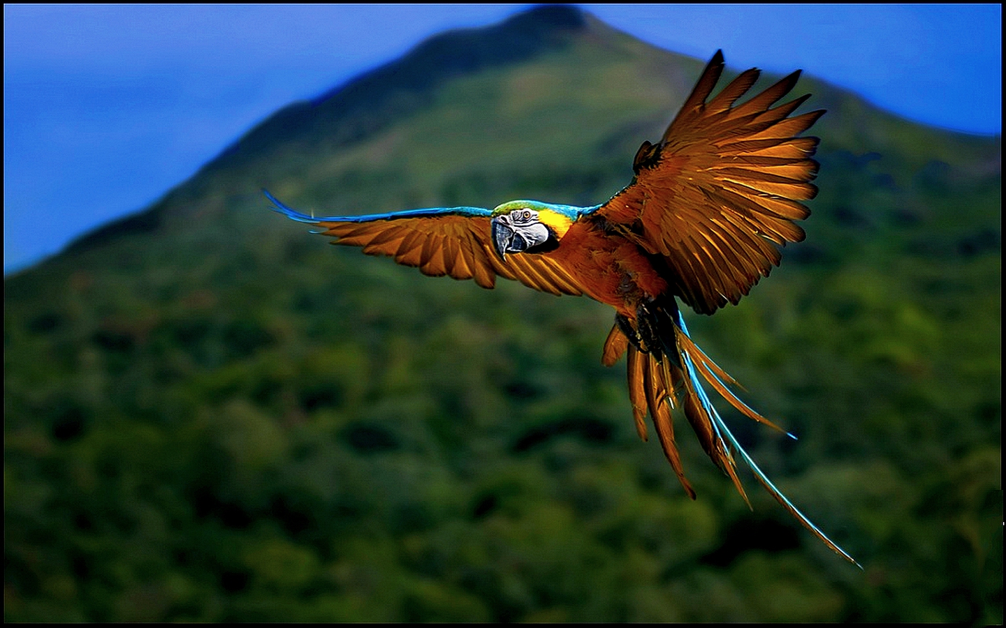 Flying Macaw Wallpaper