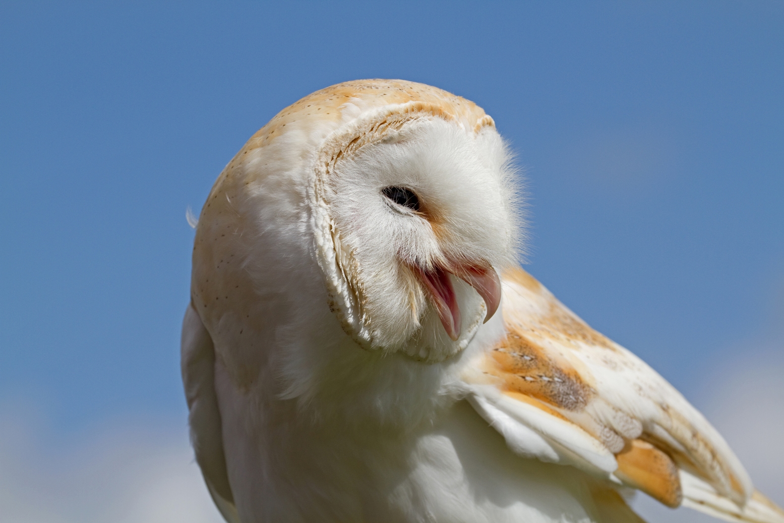 Funny Barn Owl