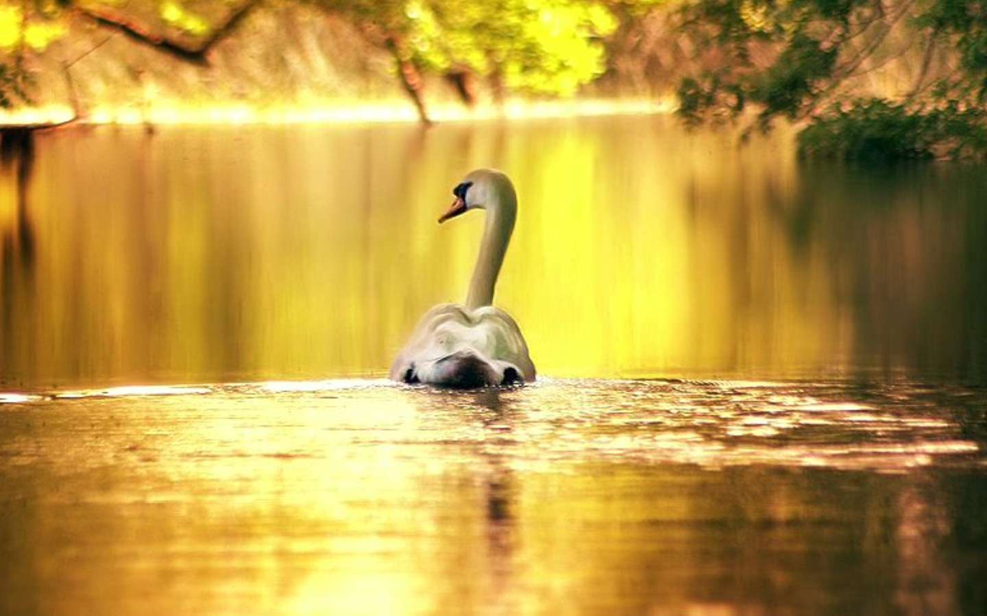 Golden Pond Wallpaper