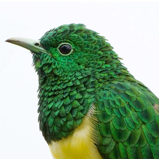 Head African Emerald Cuckoo