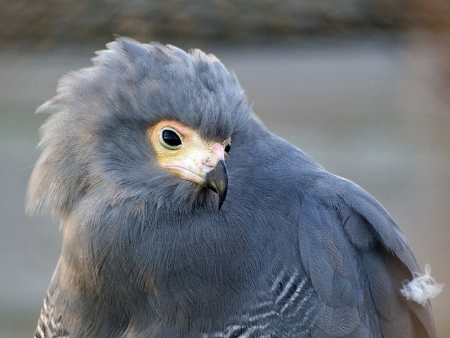 Head African Harrier-Hawk