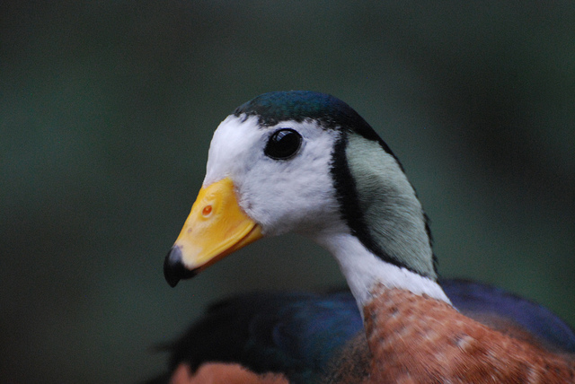 Head African Pygmy Goose