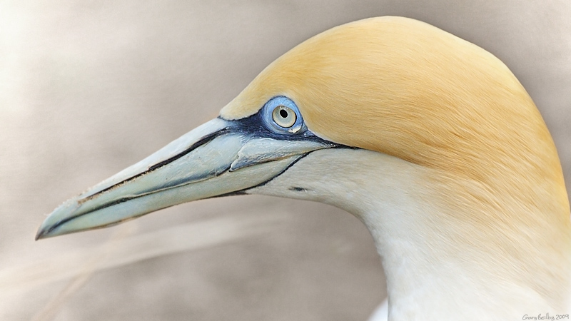 Head Australasian Gannet