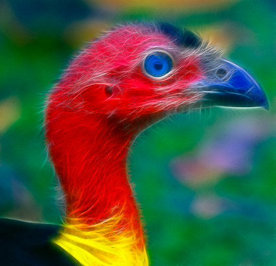 Head Australian Brush-turkey