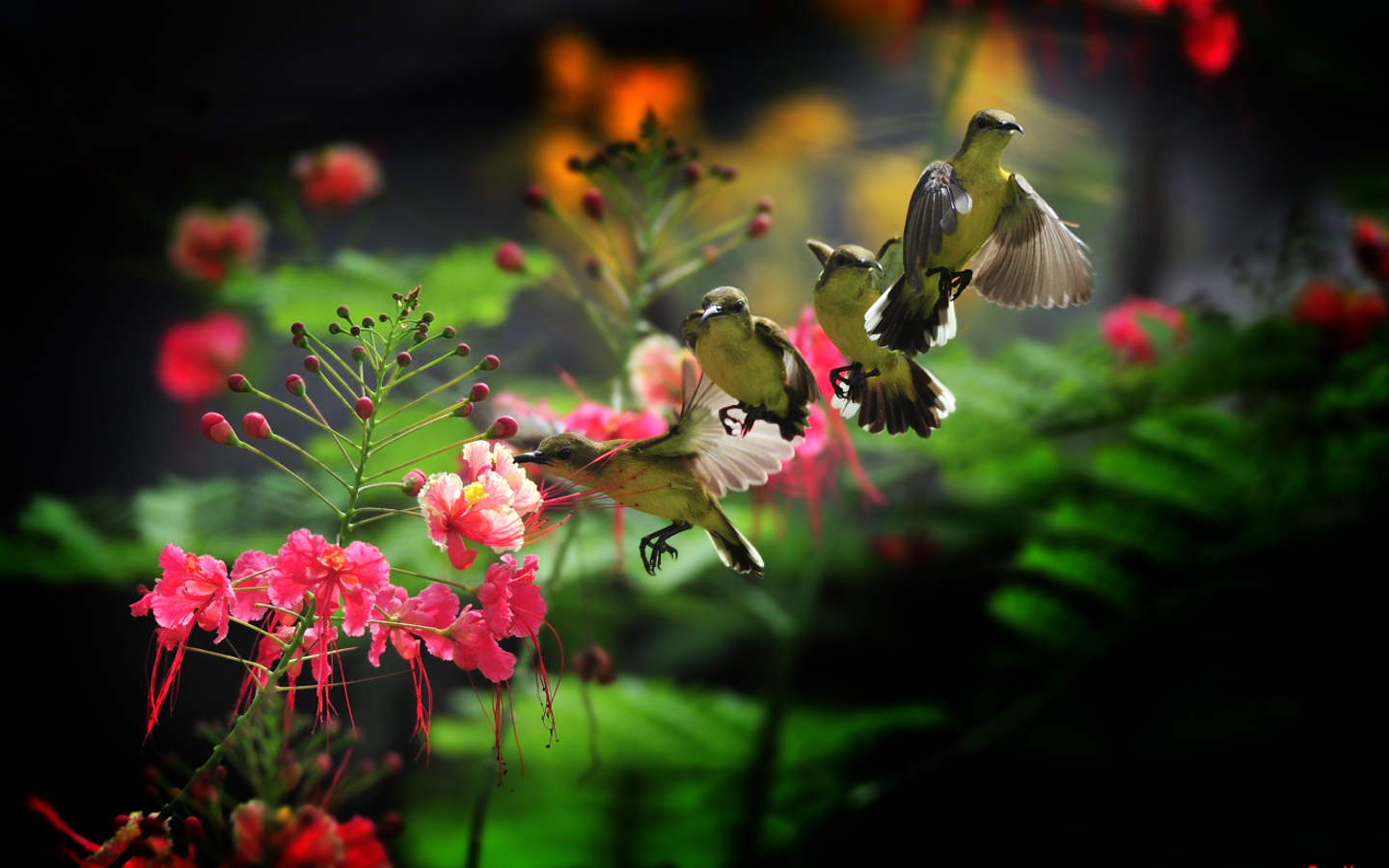 Hummingbird Wallpaper