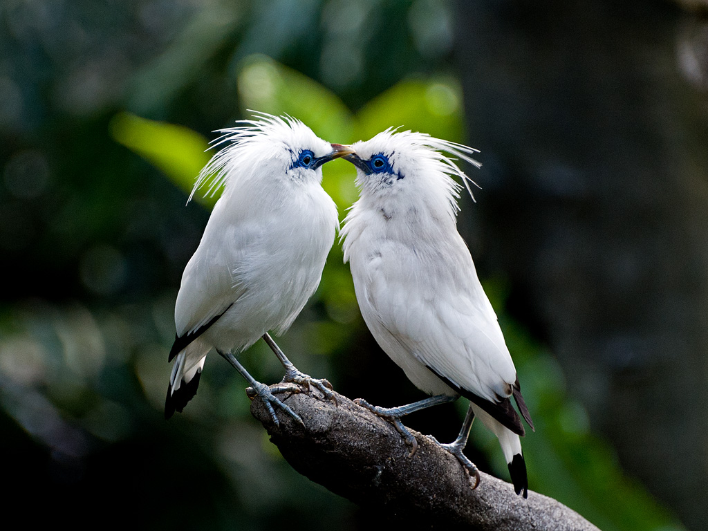 Kissing Bali Mynas