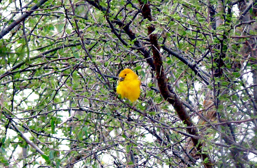 Lonely Arabian Golden Sparrow