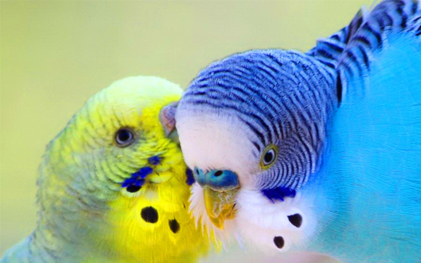 Lovely Parrots Wallpaper