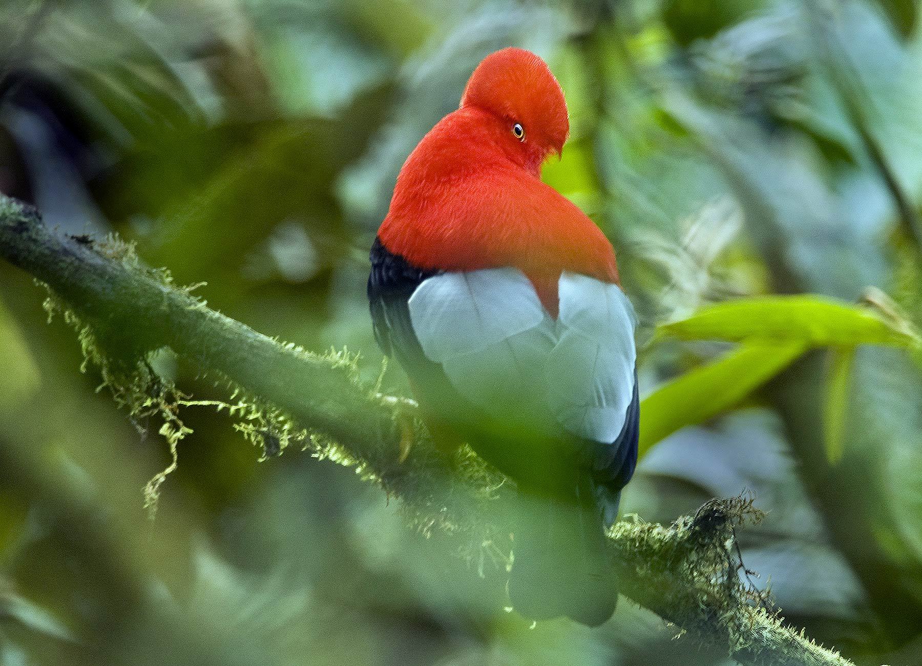 Nice Andean Cock-of-the-rock