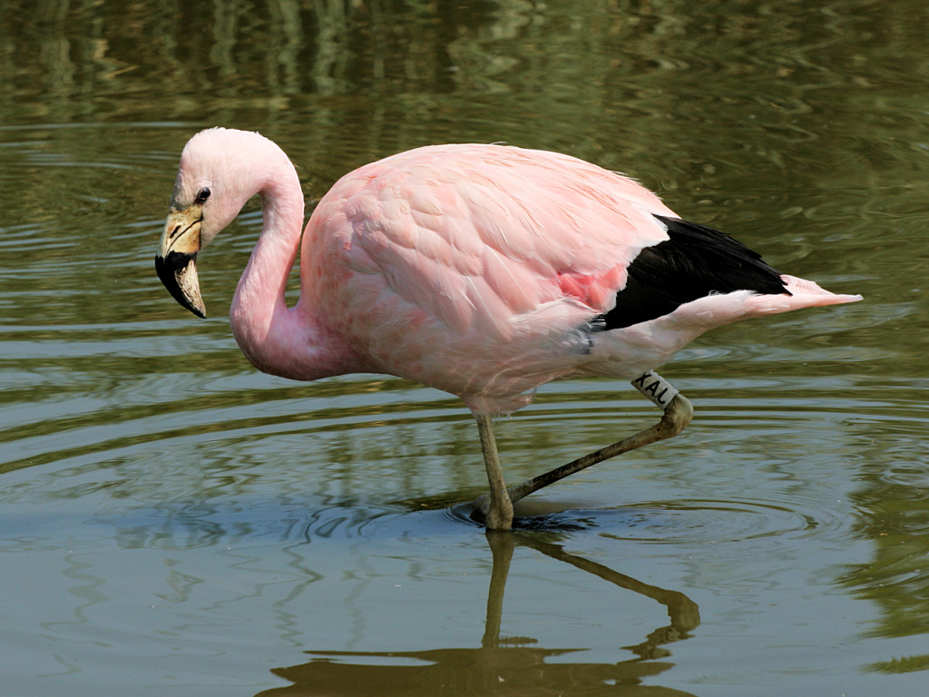 Nice Andean Flamingo
