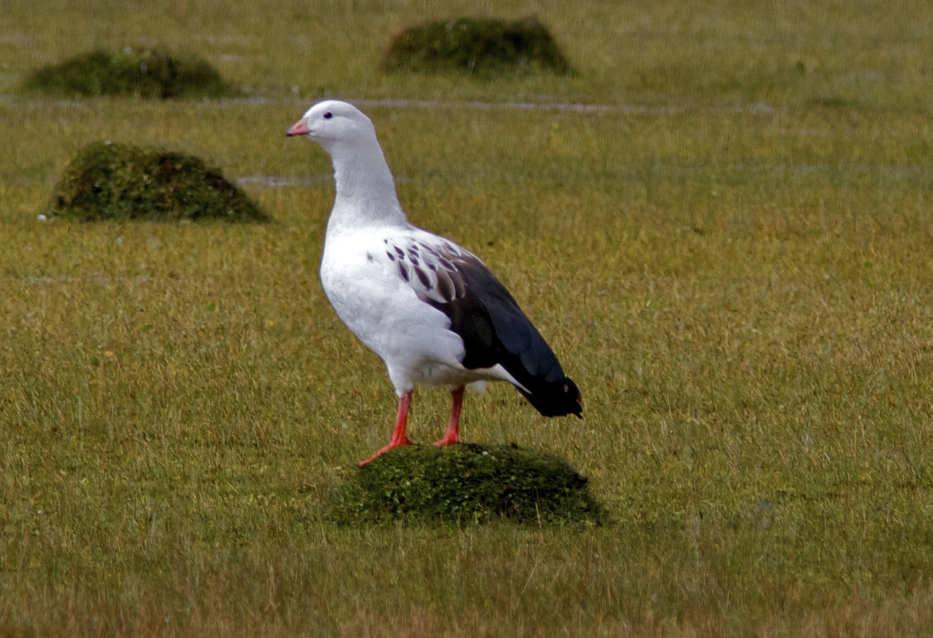 Nice Andean Goose