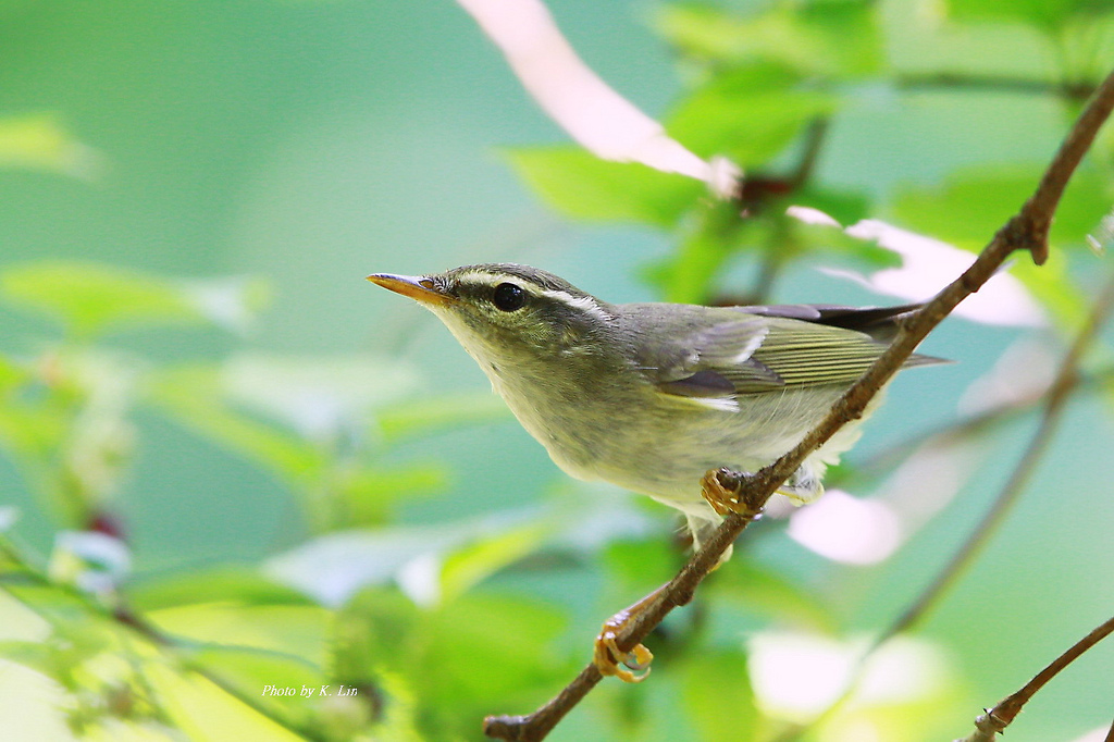 Nice Arctic Warbler