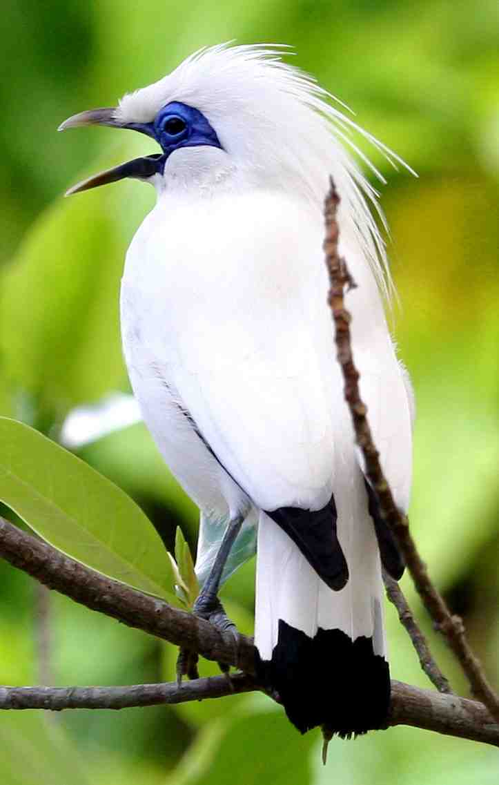 Nice Bali Myna