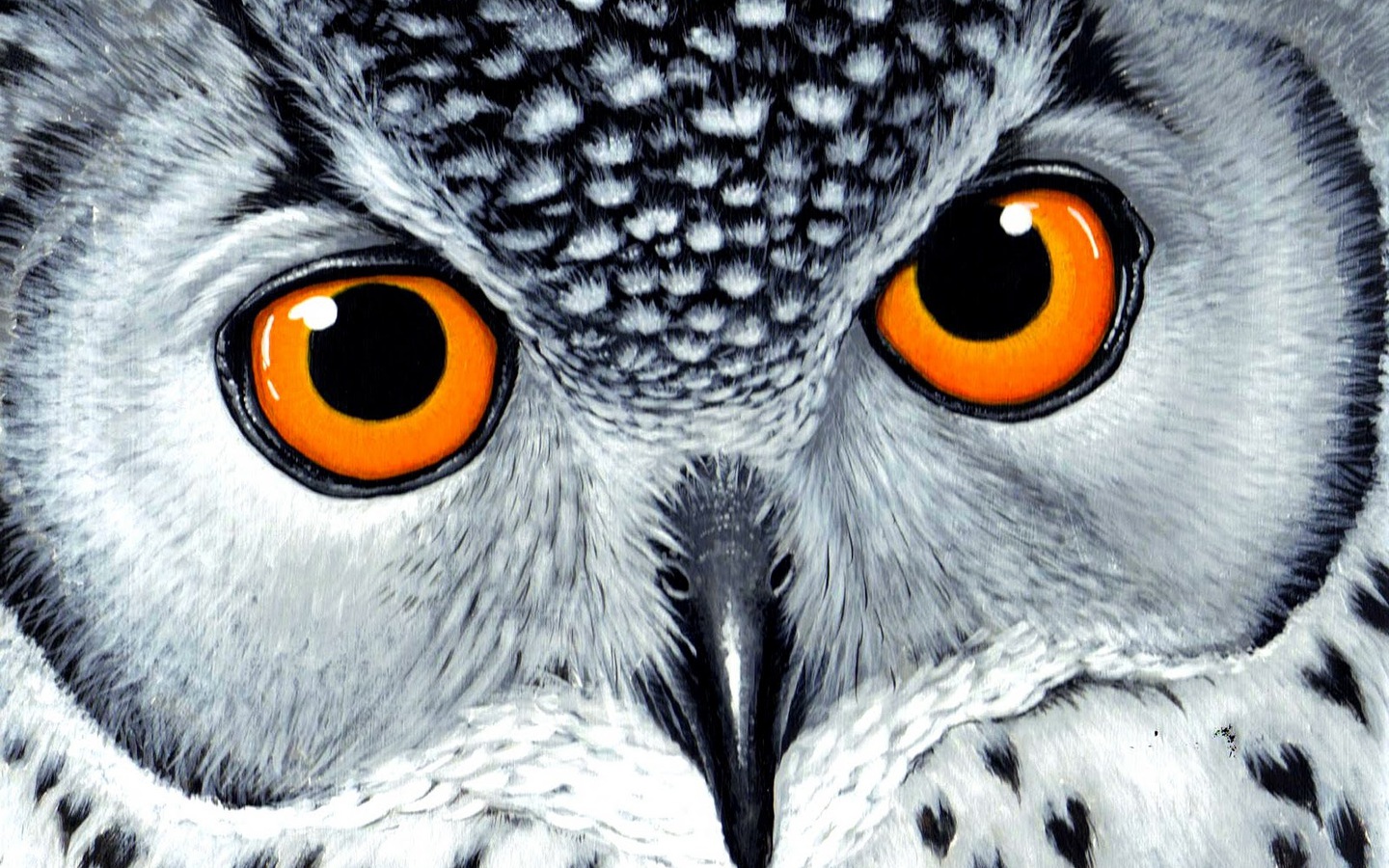 Orangeeyes Owl Wallpaper photo and wallpaper. All 