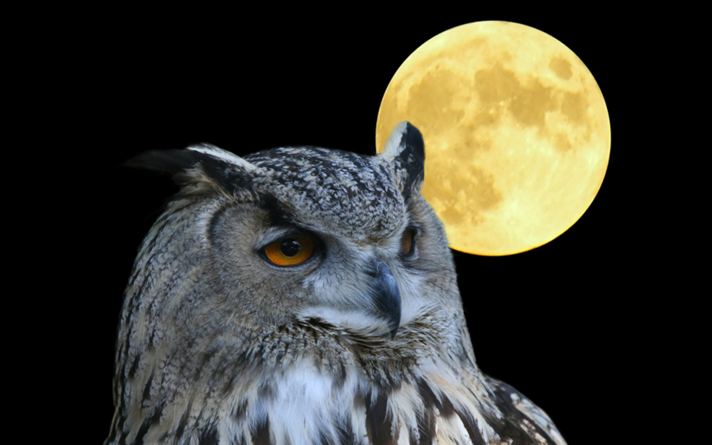 Owl Moon Wallpaper