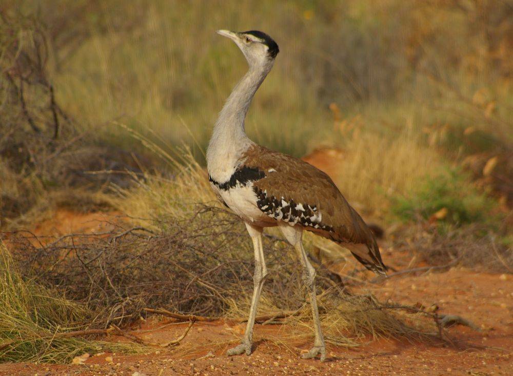 Proud Australian Bustard