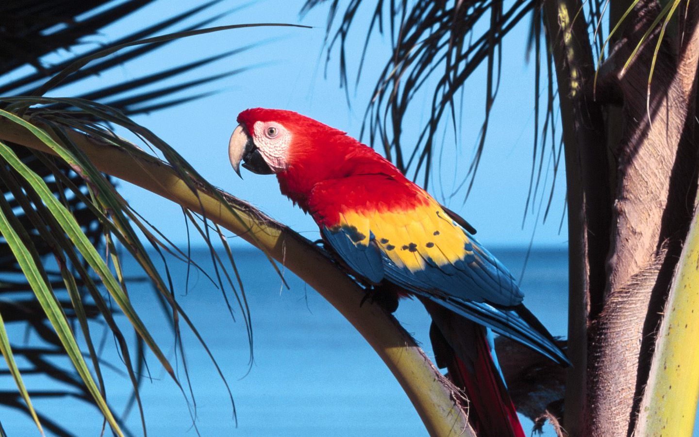 Red Macaw Wallpaper