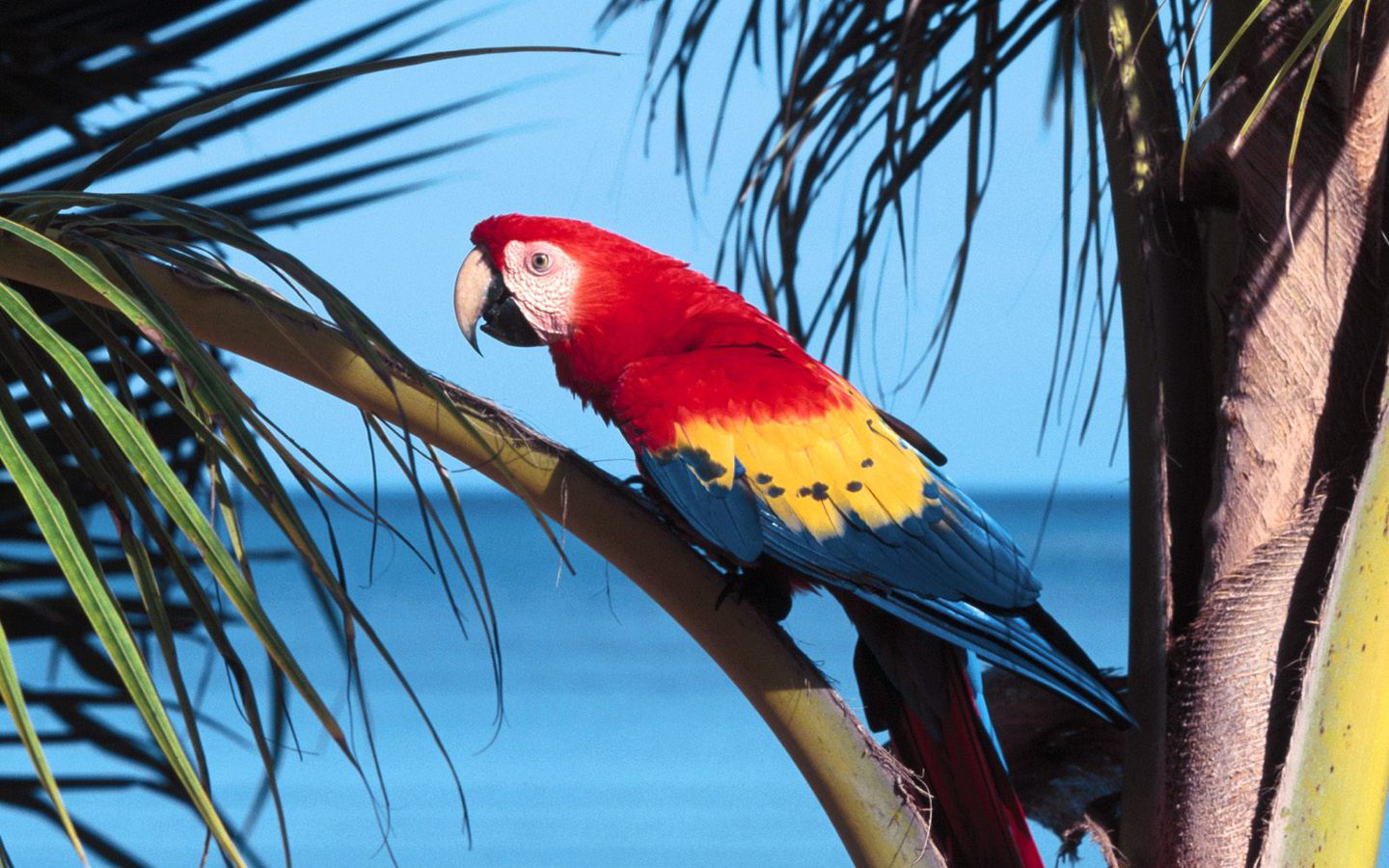 Macaw+bird+wallpaper