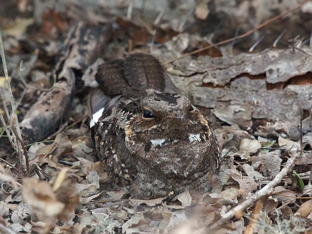 Resting Abyssinian Nightjar