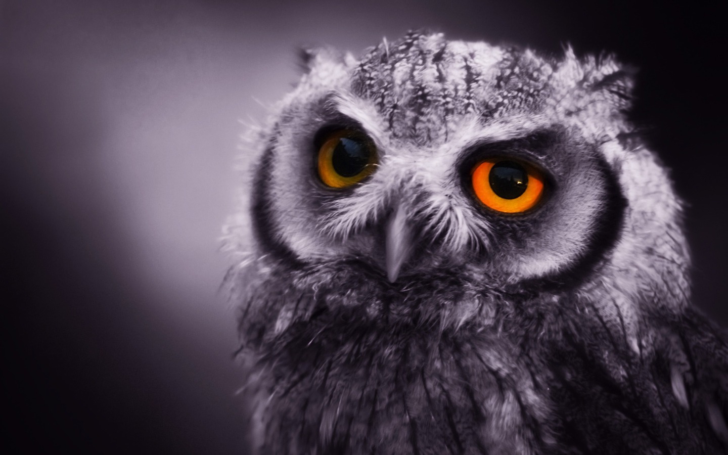 Sad Owl Wallpaper