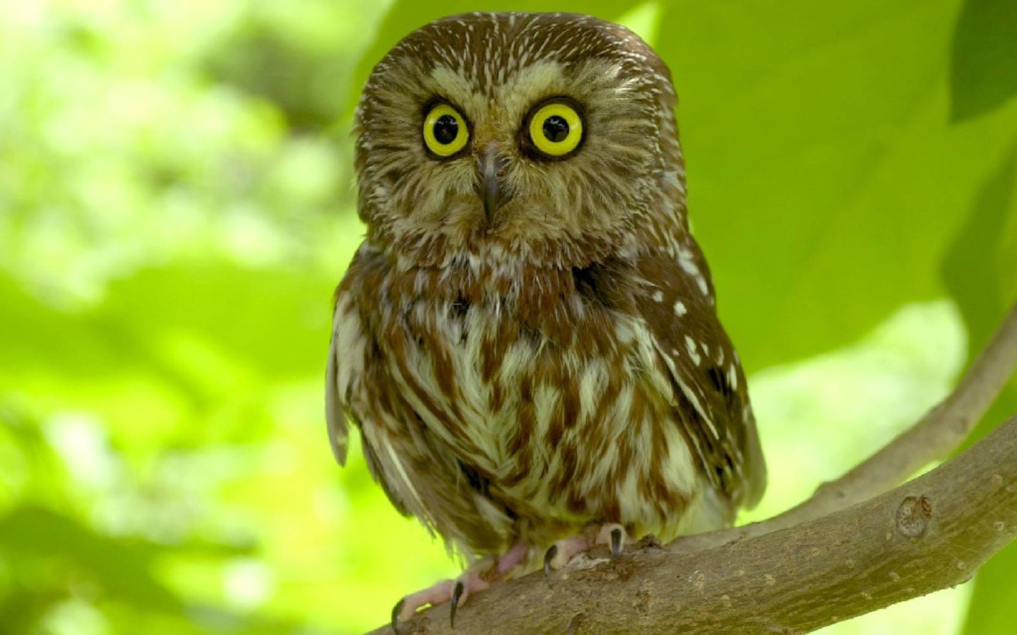 Scared Owl Wallpaper
