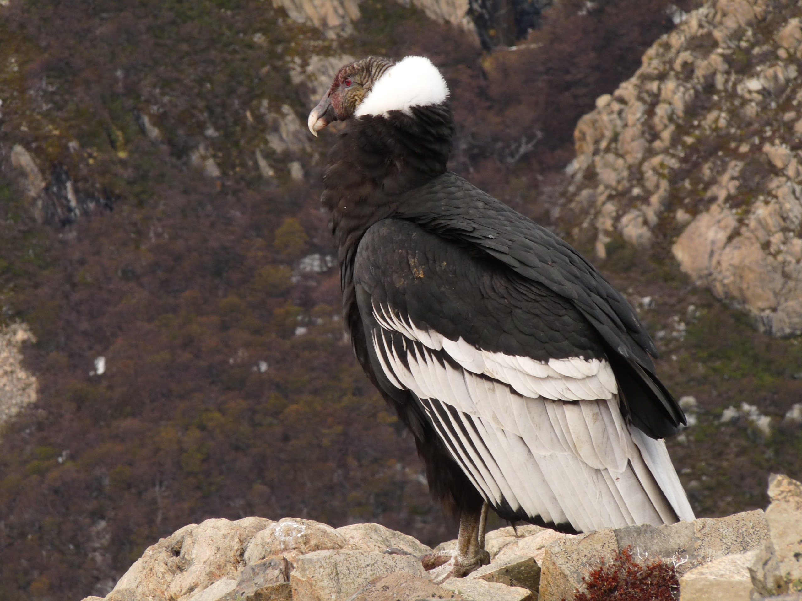 Sitting Andean Condor