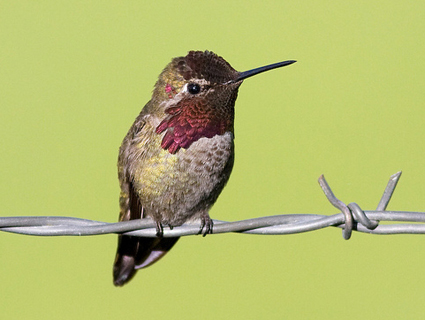 Sitting Anna's Hummingbird