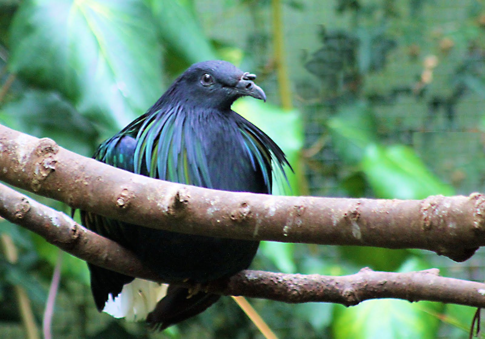 Sitting Asian Fairy Bluebird