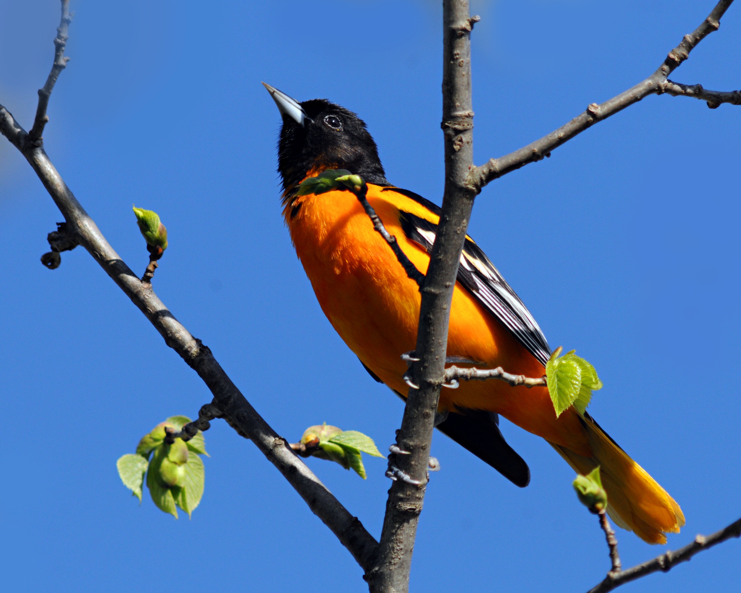 Sky Baltimore Oriole