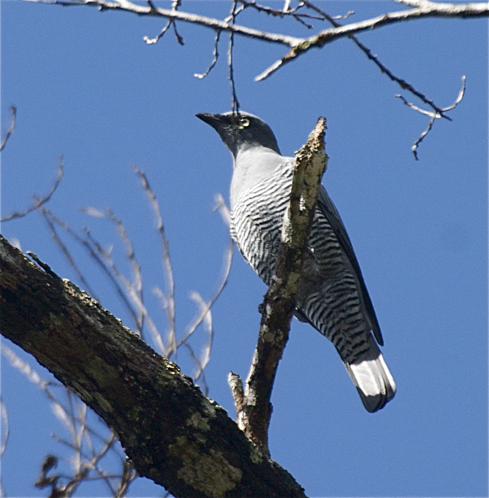 Sky Barred Cuckoo-shrike