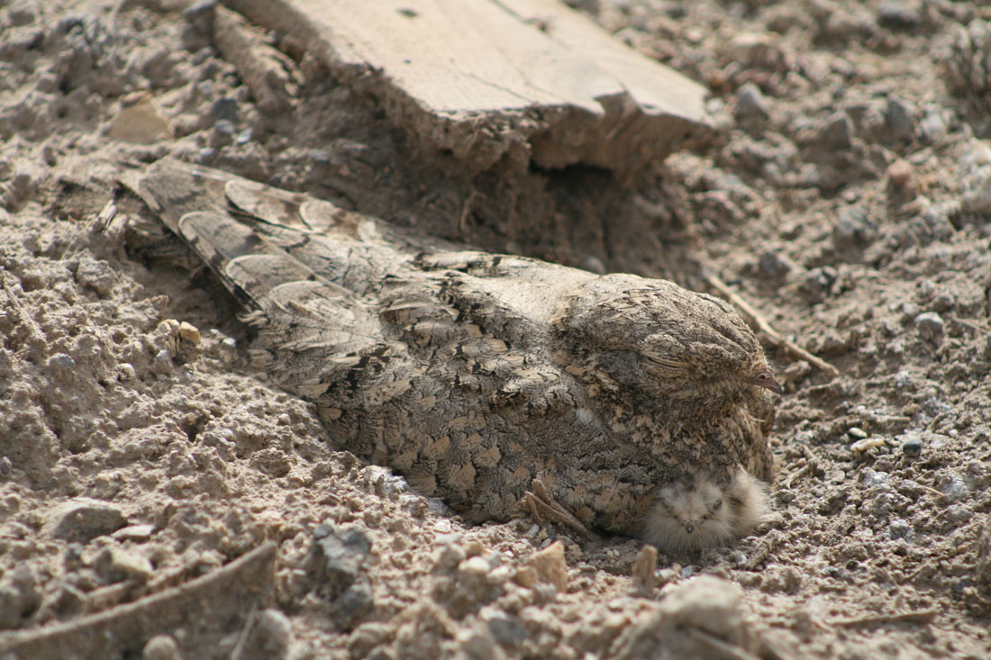 Sleeping Abyssinian Nightjar