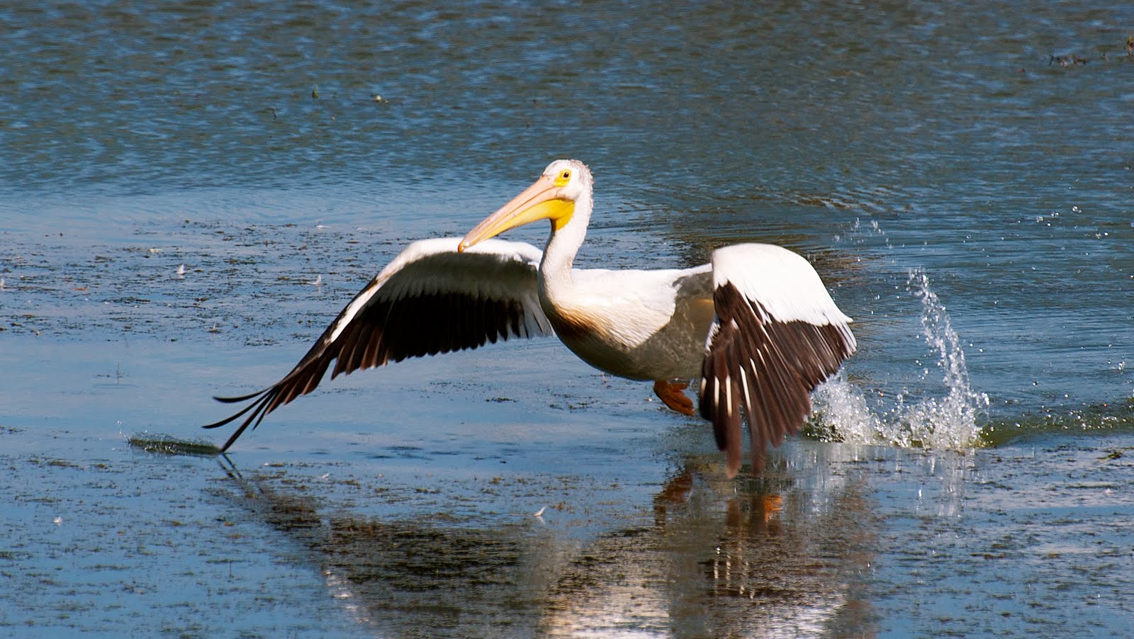 Soaring American White Pelican