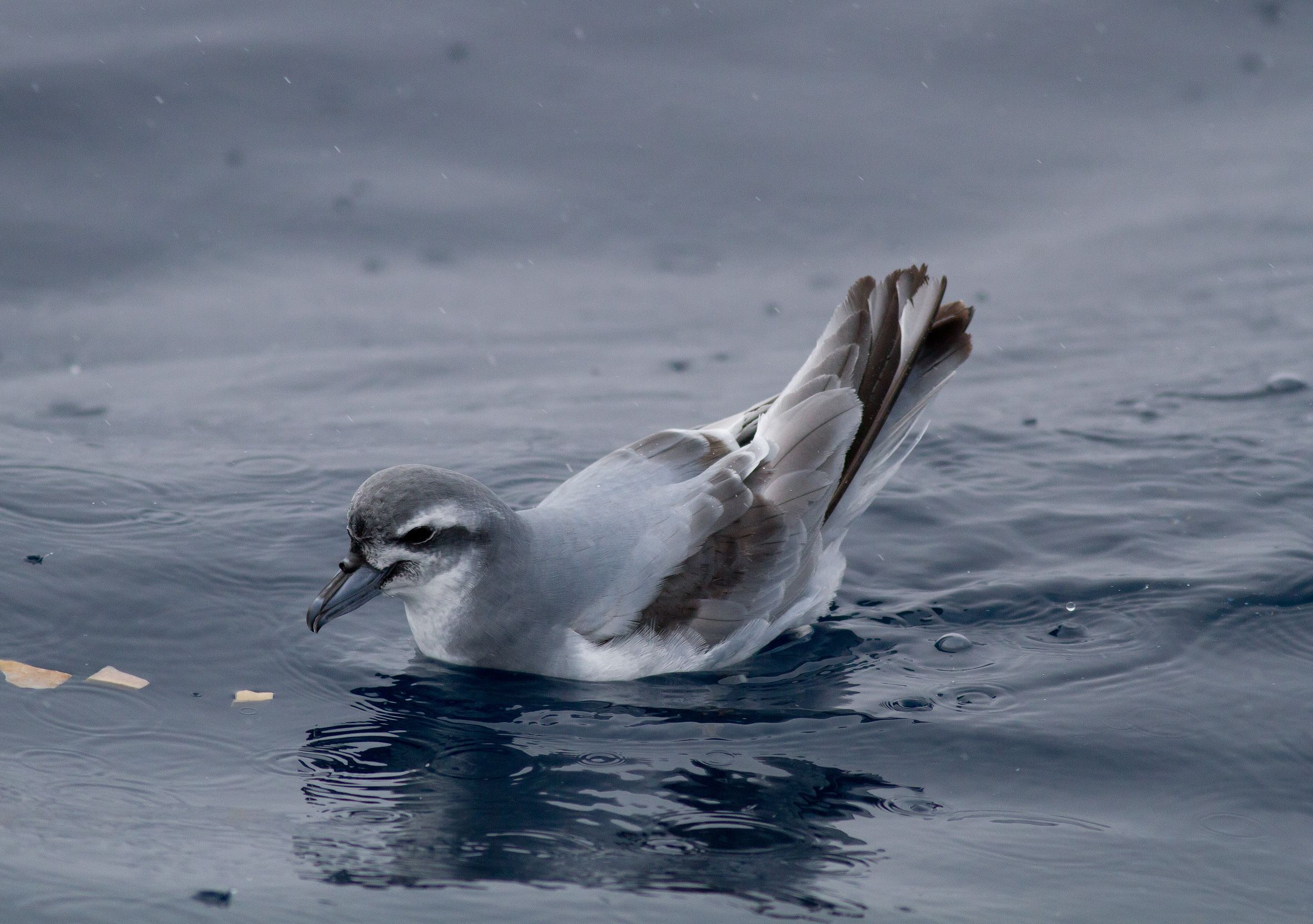 Swimming Antarctic Prion