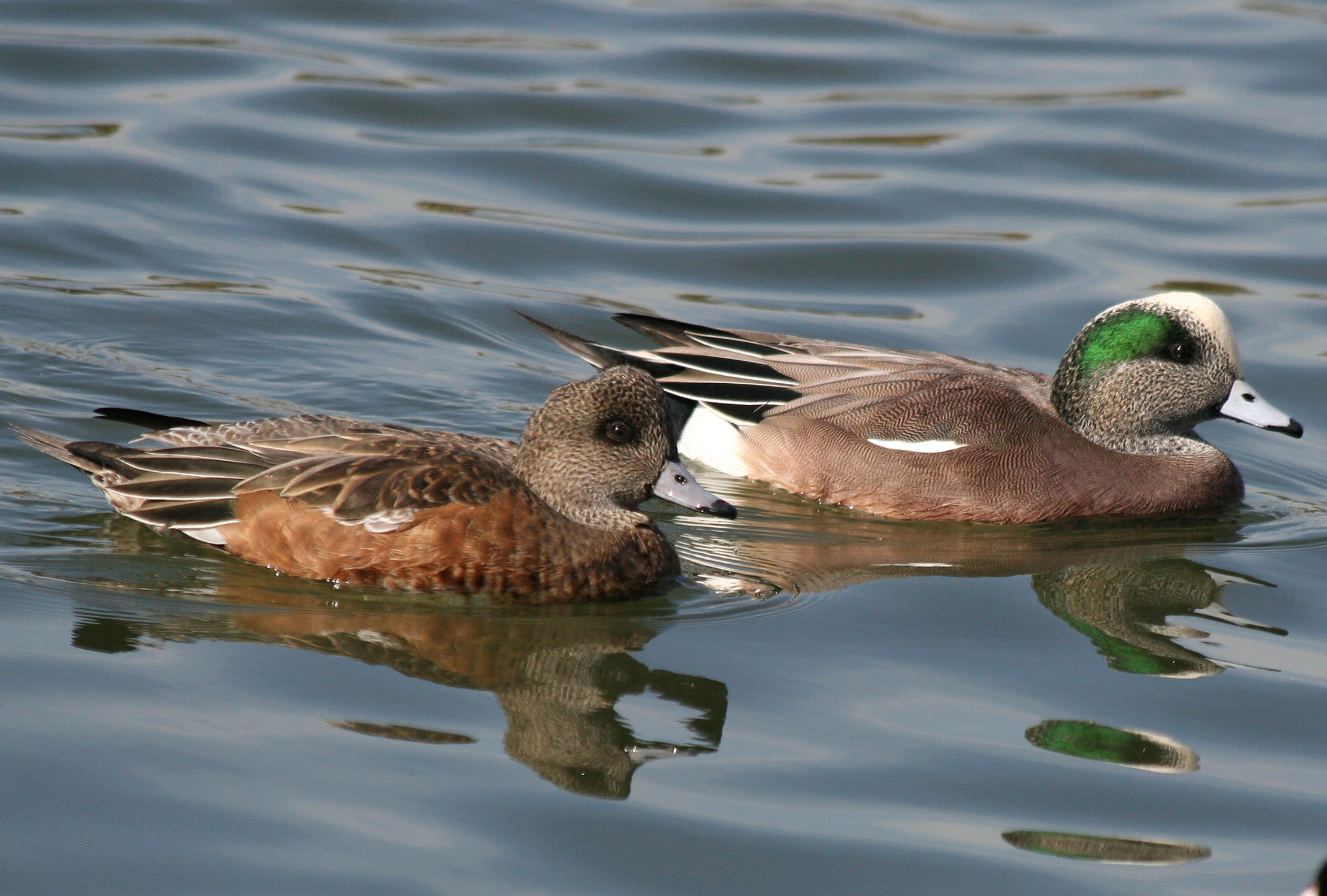 Two American Wigeons