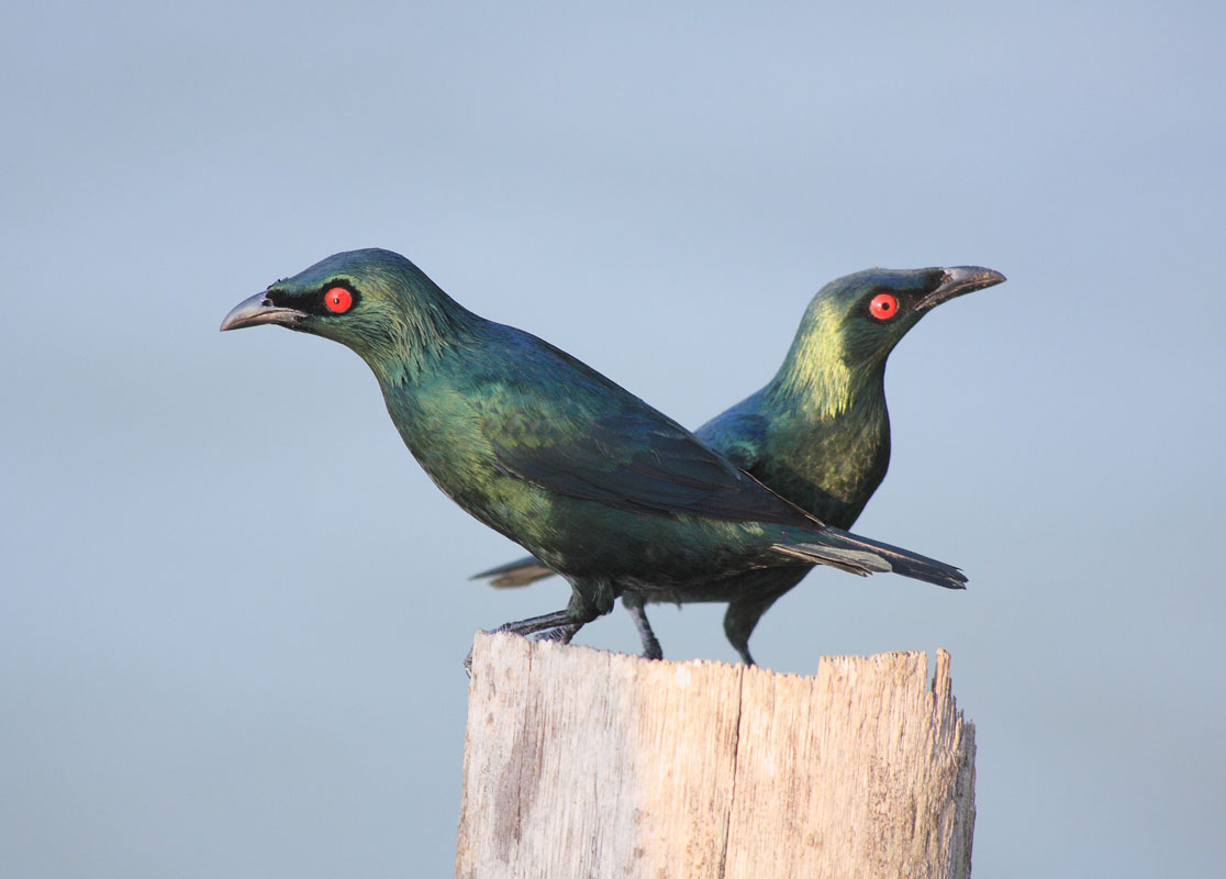 Two Asian Glossy Starlings