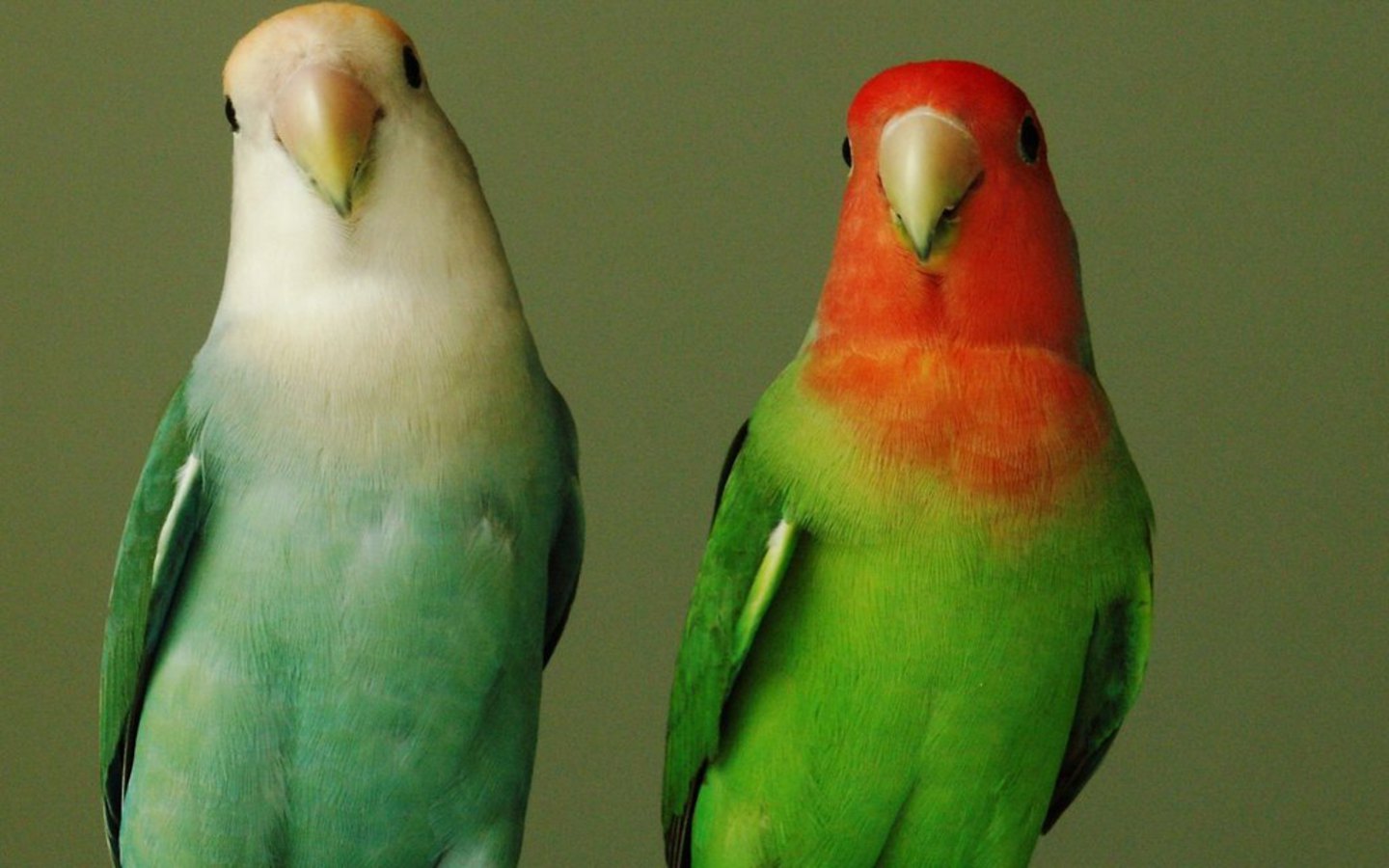 Two Parrots Wallpaper