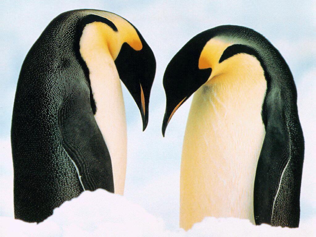 Two Penguins Wallpaper