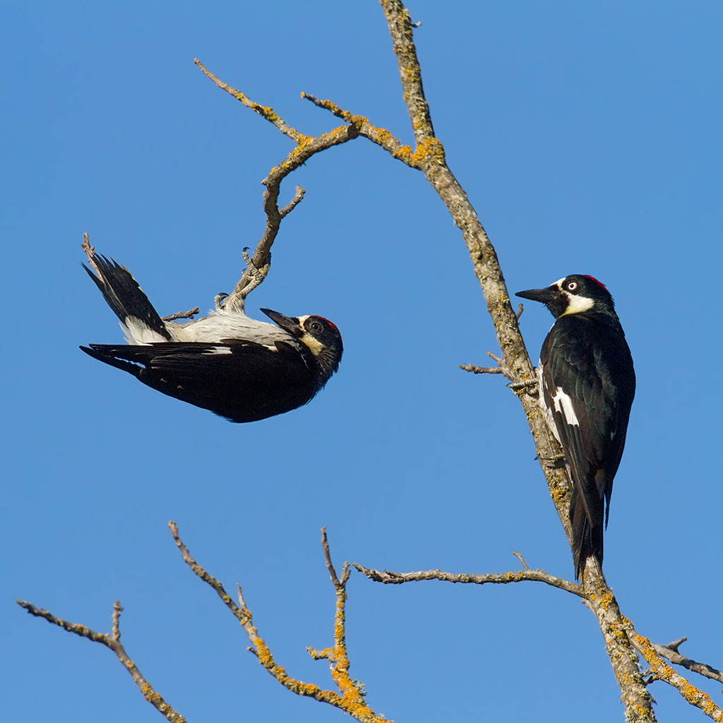 Two play Acorn Woodpeckers