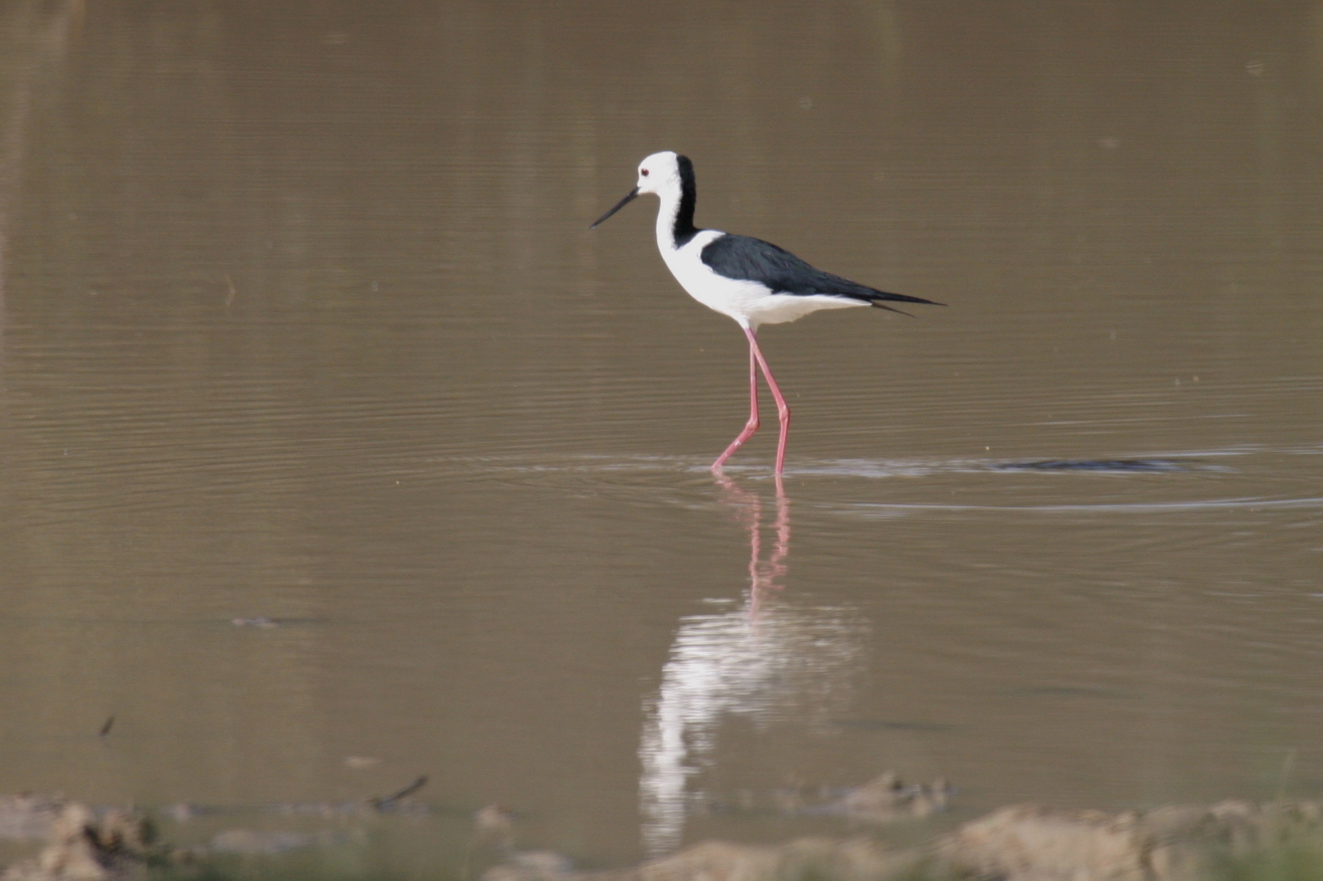 Walking Banded Stilt