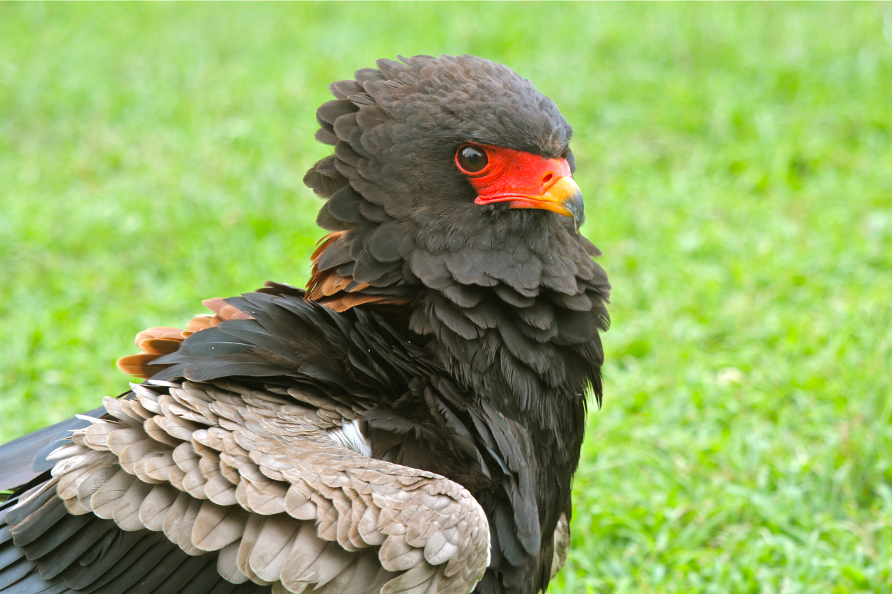 Walking Bateleur