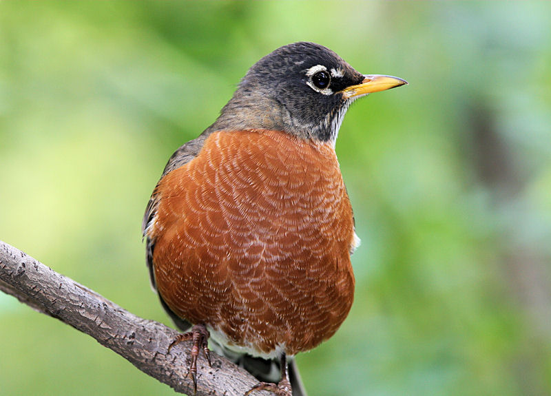 Watching American Robin