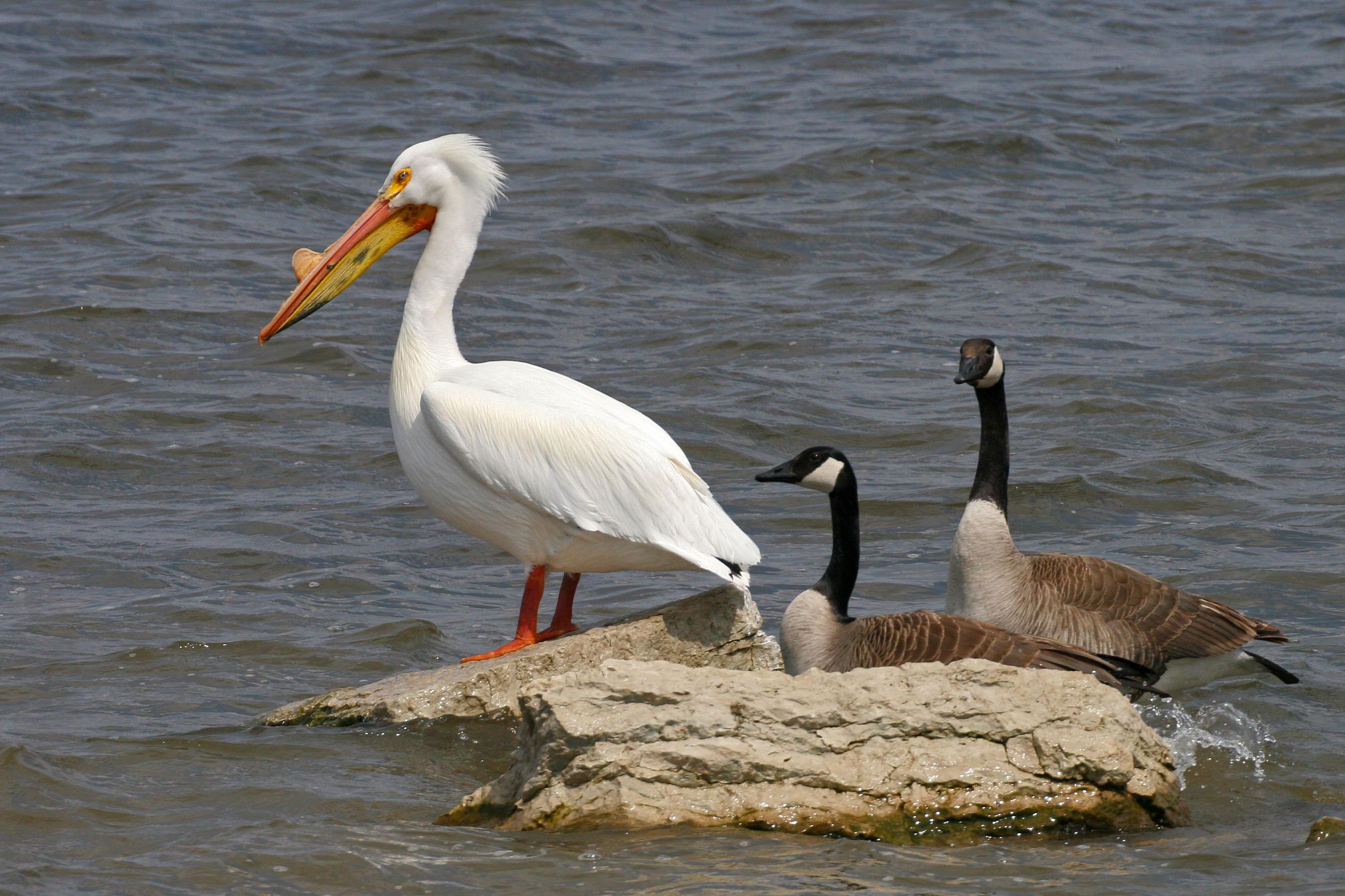 Watching American White Pelican